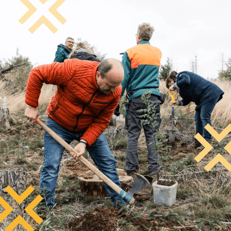 Mehrere Personen pflanzen junge Bäume in einem kahlen Wald im Harz, eine Person gräbt mit einer Hacke ein Loch in der Erde.